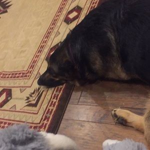 Meet your Posher, Todd